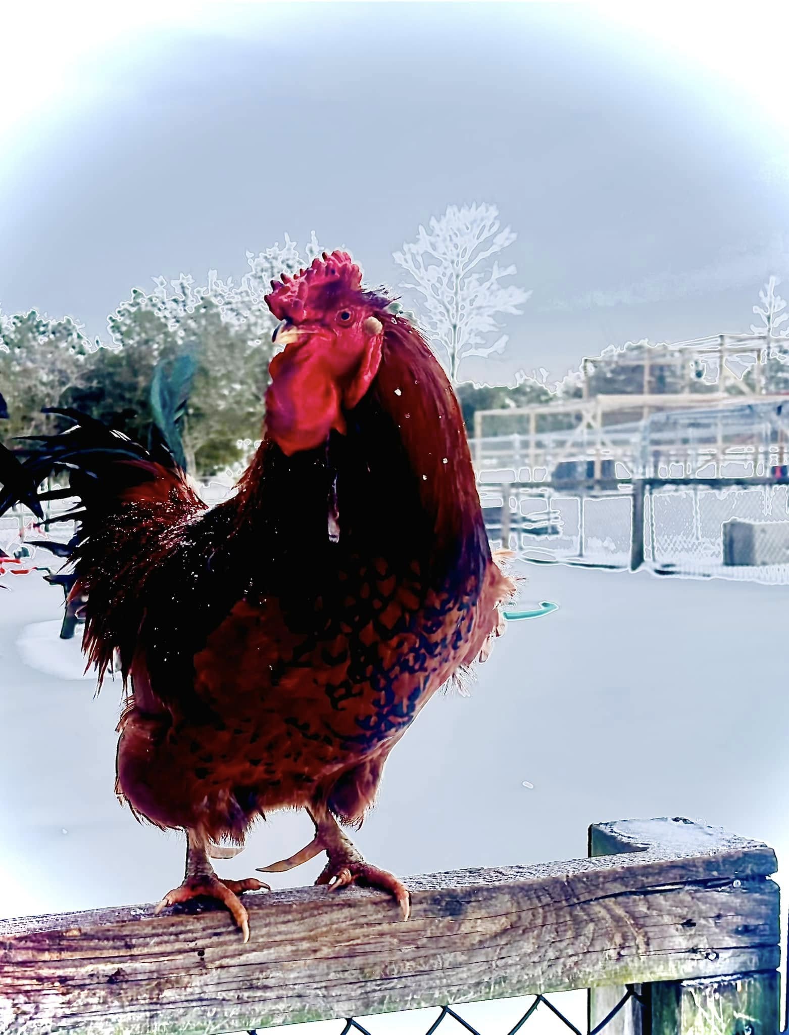Rooster on a rail