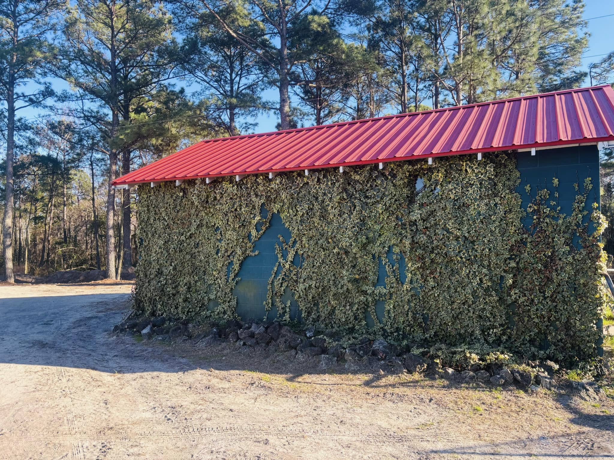 Ivy-covered shed with red roof